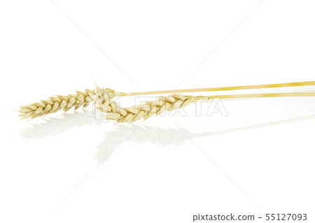 Ripe bread wheat isolated on white Ripe bread wheat isolated on white 55127093