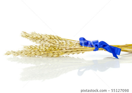 Ripe bread wheat isolated on white 55127098