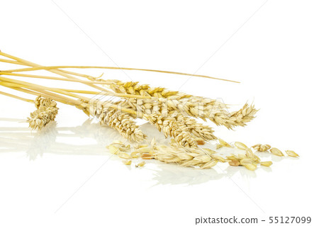 Ripe bread wheat isolated on white Ripe bread wheat isolated on white 55127099