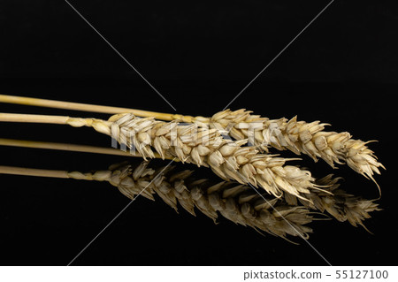 Ripe bread wheat isolated on black glass 55127100