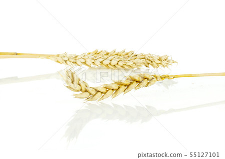 Ripe bread wheat isolated on white Ripe bread wheat isolated on white 55127101