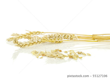 Ripe bread wheat isolated on white Ripe bread wheat isolated on white 55127106