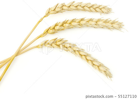 Ripe bread wheat isolated on white Ripe bread wheat isolated on white 55127110