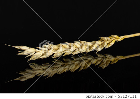 Ripe bread wheat isolated on black glass Ripe bread wheat isolated on black glass 55127111