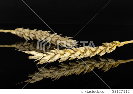 Ripe bread wheat isolated on black glass 55127112