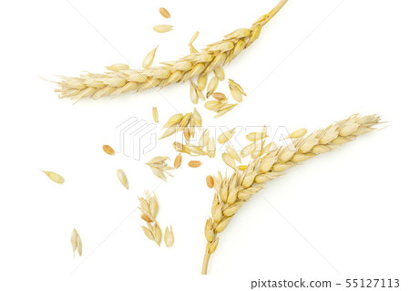 Ripe bread wheat isolated on white 55127113