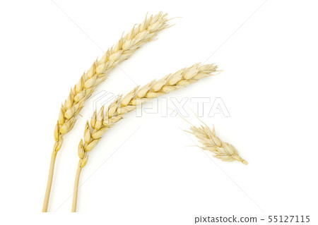 Ripe bread wheat isolated on white Ripe bread wheat isolated on white 55127115