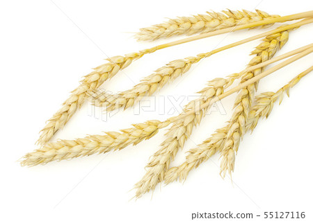 Ripe bread wheat isolated on white Ripe bread wheat isolated on white 55127116