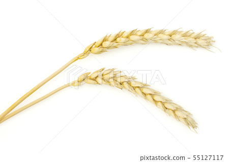 Ripe bread wheat isolated on white 55127117