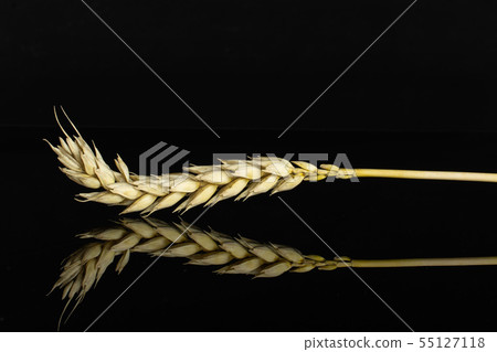 Ripe bread wheat isolated on black glass 55127118