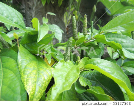 Pipettes (Okinawa) 55127568