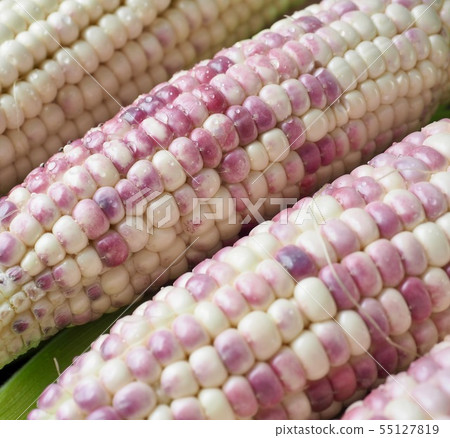 Korea's Fresh Organic Corn Korea's Fresh Organic Corn 55127819