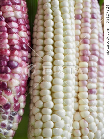 Korea's Fresh Organic Corn Korea's Fresh Organic Corn 55127824