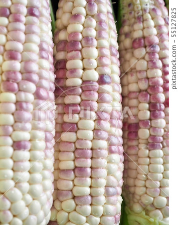 Korea's Fresh Organic Corn Korea's Fresh Organic Corn 55127825