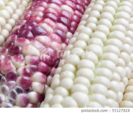 Korea's Fresh Organic Corn Korea's Fresh Organic Corn 55127828