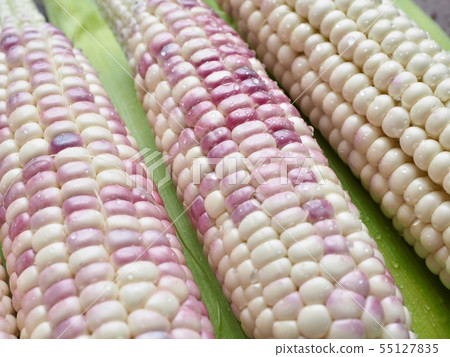 Korea's Fresh Organic Corn Korea's Fresh Organic Corn 55127835