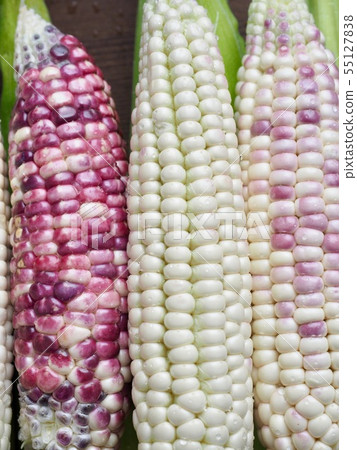 Korea's Fresh Organic Corn Korea's Fresh Organic Corn 55127838