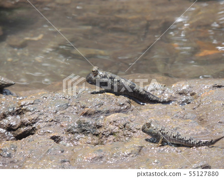 南蝦虎魚（沖繩） 55127880