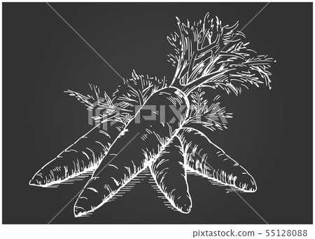 Hand-drawn illustration material: carrot 55128088