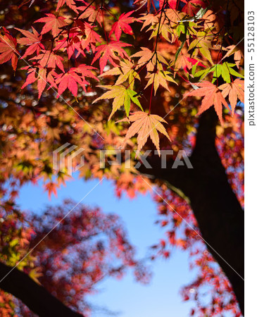 五顏六色的秋葉 五顏六色的秋葉 55128103
