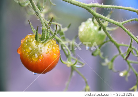 Mini tomato at home garden Mini tomato at home garden 55128292