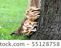 Mushroom-1 55128758