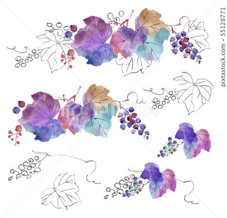 葡萄coignetiae 55128771