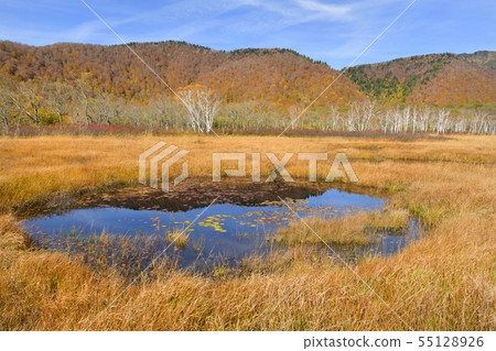 Grass of autumn leaves in the Ozegahara ponds and autumnal mountains Grass of autumn leaves in the Ozegahara ponds and autumnal mountains 55128926