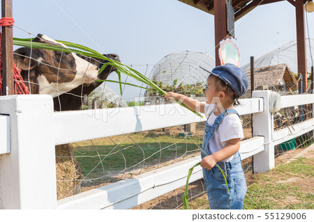 Asian cute new born baby feeding grass for cow iin 55129006