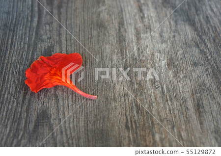 Red flowers on a dark wooden background Red flowers on a dark wooden background 55129872