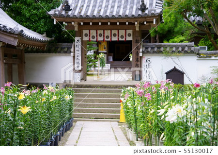 Yuri 1 in Nara / Matsuo temple grounds 55130017