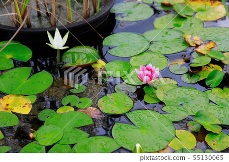 Lotus 55130065