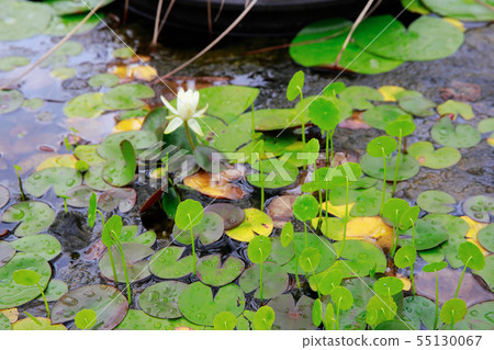 Lotus Lotus 55130067