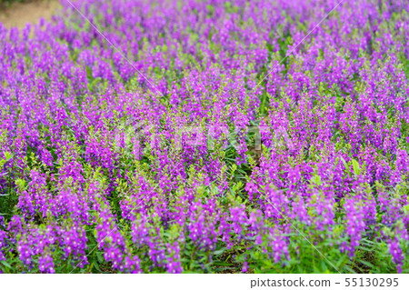Angelonia (Purple) 2 Angelonia (Purple) 2 55130295