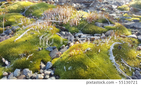 background from a photo of grass after the first autumn frosts background from a photo of grass after the first autumn frosts 55130721