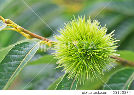 Green green stag of summer 55130874