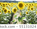 Sunflower 55131024