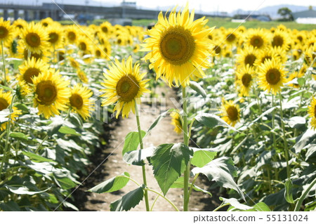Sunflower 55131024