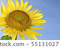 Sunflower with honey bee  55131027
