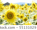 Sunflowers 55131029