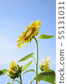 Sunflowers 55131031