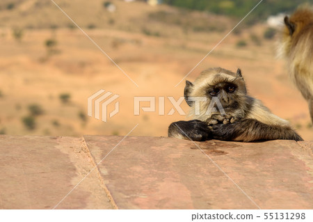 Gray langur monkey near Savitri Mata temple on Gray langur monkey near Savitri Mata temple on 55131298