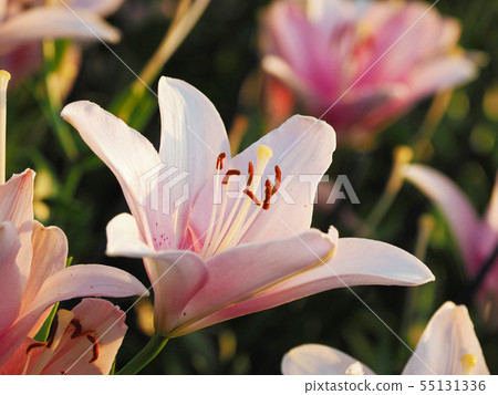 百合花開 百合花開 55131336