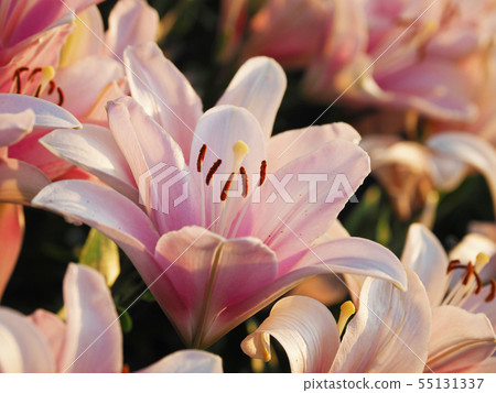 Lily flower up Lily flower up 55131337