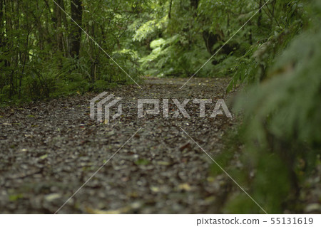 Road 2 of Kinsakubara primeval forest 55131619