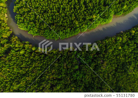 Green tropical mangrove forest with boat way Green tropical mangrove forest with boat way 55131780