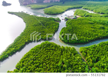 Green tropical mangrove forest with boat way Green tropical mangrove forest with boat way 55131782