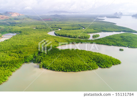 Green tropical mangrove forest with boat way Green tropical mangrove forest with boat way 55131784