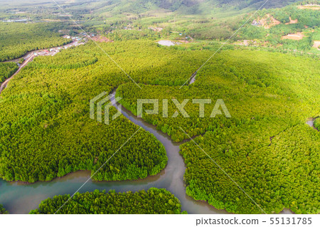 Green tropical mangrove forest with boat way 55131785