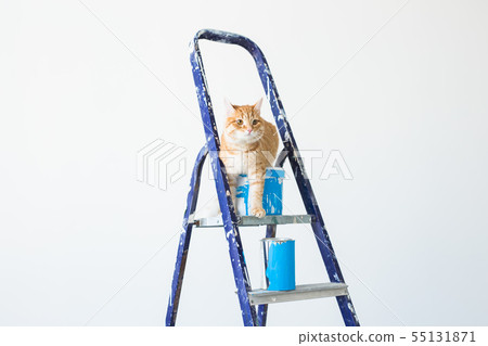 Repair, painting the walls, the cat sits on the stepladder. Funny picture with copy space 55131871